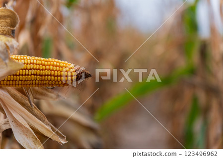 In a sun-drenched field, rows of dry corn plants display their golden ears. The air is filled with the promise of harvest, echoing nature's seasonal rhythm In a sun-drenched field, rows of dry corn plants display their golden ears. The air is filled with the promise of harvest, echoing nature's seasonal rhythm 123496962