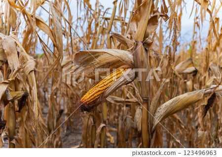 A field is filled with dry corn stalks, their golden cobs ready for harvest. The sun casts a warm glow, revealing the beauty of rural farming during autumn A field is filled with dry corn stalks, their golden cobs ready for harvest. The sun casts a warm glow, revealing the beauty of rural farming during autumn 123496963