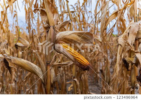 The dry cornfield reveals rows of golden ears, ready for harvest. Under a soft sky, the weathered plants stand tall, showcasing nature's bountiful yield in late autumn The dry cornfield reveals rows of golden ears, ready for harvest. Under a soft sky, the weathered plants stand tall, showcasing nature's bountiful yield in late autumn 123496964