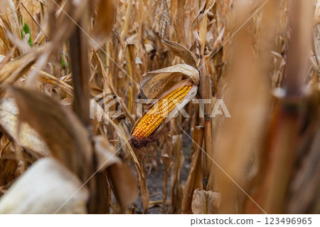 An ear of corn, still partially encased in its husk, stands alone in a field of dried corn stalks. The stalks are brown and dry, creating a contrast with the golden yellow corn kernels 123496965