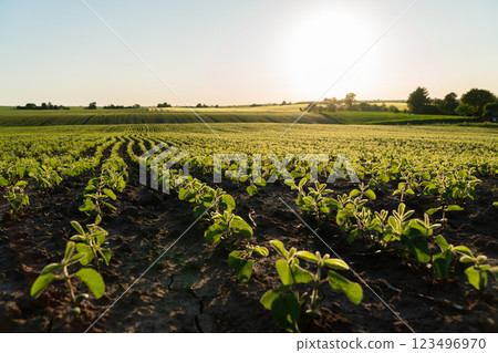 Rows of vibrant green seedlings stretch across a sunlit field, basking in the early morning light. The landscape showcases the beauty of agricultural life and growth 123496970