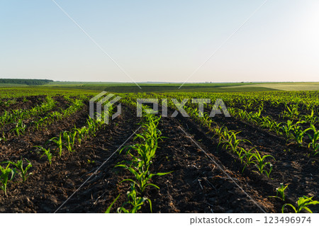 A vibrant cornfield flourishes under the golden light of early morning, with rows of young plants emerging from rich, dark soil in serene rural surroundings 123496974