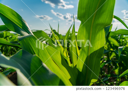 Tall, vivid corn plants sway gently in the warm morning breeze, reaching toward the blue sky dotted with fluffy white clouds, symbolizing growth and abundance 123496976
