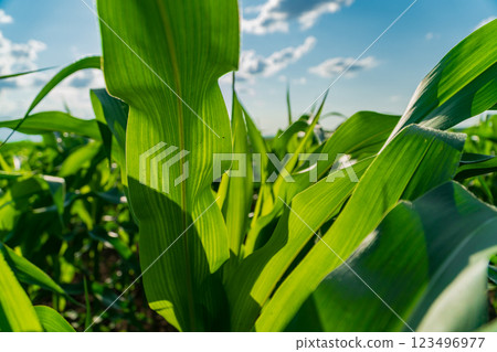 Amidst swaying leaves, a thriving cornfield basks under the warm sun, reflecting the vitality of summer and the richness of agricultural life 123496977