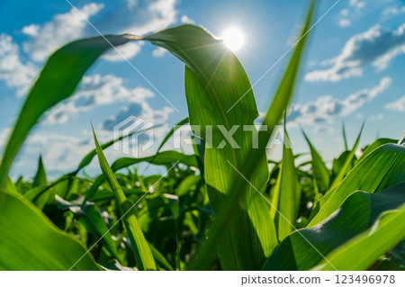 In a lush field, towering corn plants sway gently, their leaves illuminated by warm sunlight. The bright blue sky is dotted with fluffy clouds, creating a serene summer atmosphere 123496978