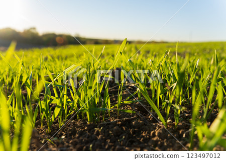 A close-up of a field of winter wheat sprouts in rich, dark soil. The sprouts are green and vibrant, growing in rows towards the sunlight 123497012