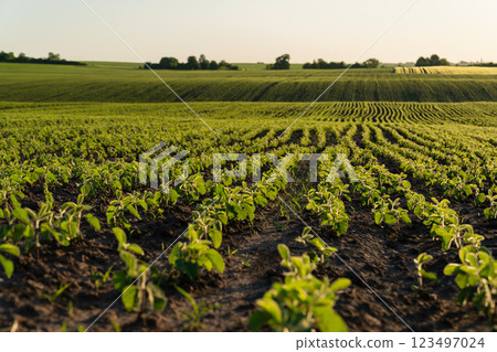 In a vast field, vibrant soybean sprouts emerge from the soil, forming neat rows as they stretch towards the sun, signaling an early stage of growth in agriculture In a vast field, vibrant soybean sprouts emerge from the soil, forming neat rows as they stretch towards the sun, signaling an early stage of growth in agriculture 123497024