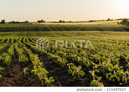 Small soybean plants flourish in a sunlit field, organized in neat rows, representing the growth and vitality of agriculture at dusk Small soybean plants flourish in a sunlit field, organized in neat rows, representing the growth and vitality of agriculture at dusk 123497025