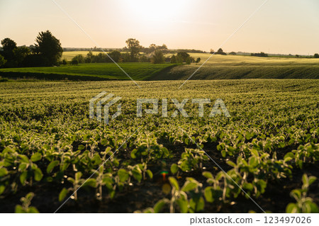 Small soybean plants thrive in a lush green field under the warm sunlight, showcasing their early growth stages against a serene countryside backdrop 123497026