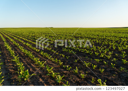 Rows of small sugar beet plants thrive in fertile soil, basking in sunlight under a bright blue sky on a rural farmland during the growing season 123497027