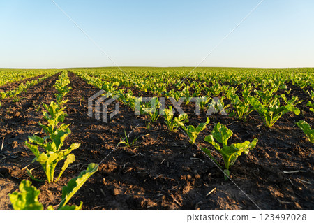 Rows of small sugar beet plants thrive in rich soil, illuminated by the warm morning sunlight, showcasing healthy growth in a vast agricultural field 123497028