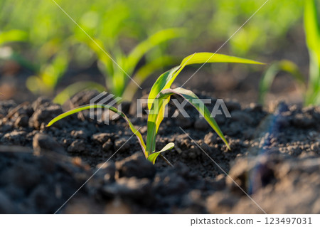 Fresh corn sprouts emerge from the soil in a field, basking in sunlight. The young plants show robust green leaves as they begin their growth journey Fresh corn sprouts emerge from the soil in a field, basking in sunlight. The young plants show robust green leaves as they begin their growth journey 123497031