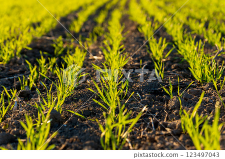 Fresh winter wheat sprouts emerge from dark soil in a vibrant field, showcasing the healthy growth under warm sunlight as spring awakens Fresh winter wheat sprouts emerge from dark soil in a vibrant field, showcasing the healthy growth under warm sunlight as spring awakens 123497043