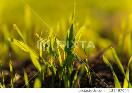 Fresh winter wheat sprouts are pushing through the soil, kissed by sunlight in a vibrant field, marking the beginning of a new growth season in early spring 123497044