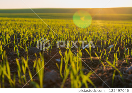 Newly sprouted winter wheat plants rise from the soil in a vibrant green field, basking in the warm sunlight of the late afternoon sky as it sets Newly sprouted winter wheat plants rise from the soil in a vibrant green field, basking in the warm sunlight of the late afternoon sky as it sets 123497046