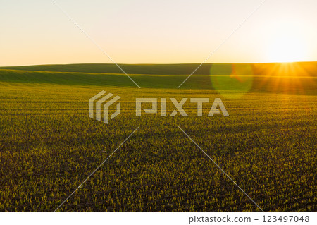 Delicate winter wheat sprouts emerge from the fertile soil as the sun rises over the horizon, illuminating the vibrant green field and ushering in a new day of growth Delicate winter wheat sprouts emerge from the fertile soil as the sun rises over the horizon, illuminating the vibrant green field and ushering in a new day of growth 123497048
