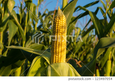 In a vibrant green field, ripe yellow ears of corn stand tall against a clear blue sky, basking in the golden light of the afternoon sun, ready for harvest 123497054