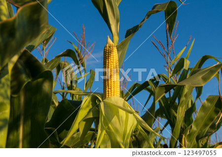 Sunlight bathes a tall cornfield where golden ears of corn stand proudly among lush green leaves. The bright blue sky adds to the summery vibe of this bountiful landscape Sunlight bathes a tall cornfield where golden ears of corn stand proudly among lush green leaves. The bright blue sky adds to the summery vibe of this bountiful landscape 123497055