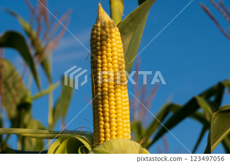 Ripening corn grows proudly in a sunny field, with bright yellow kernels glistening. The clear sky adds a stunning backdrop to this bountiful harvest scene in late afternoon Ripening corn grows proudly in a sunny field, with bright yellow kernels glistening. The clear sky adds a stunning backdrop to this bountiful harvest scene in late afternoon 123497056
