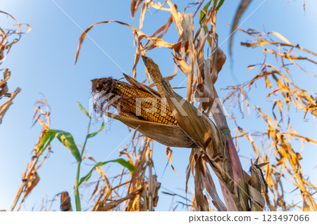 Sturdy corn plants stretch towards the sky, their golden ears ready for harvest. The sun shines brightly, illuminating the vibrant yellow kernels nestled among dry leaves on a crisp autumn day Sturdy corn plants stretch towards the sky, their golden ears ready for harvest. The sun shines brightly, illuminating the vibrant yellow kernels nestled among dry leaves on a crisp autumn day 123497066