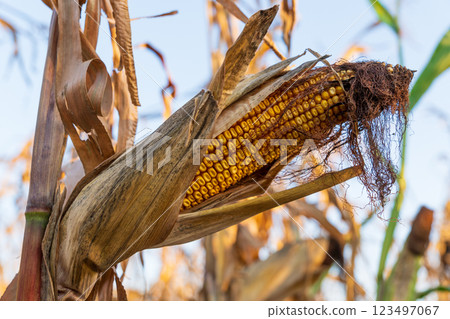 Sunlight filters through a cornfield, highlighting a ripe ear of corn surrounded by dried leaves. The golden kernels promise a bountiful harvest, signaling the end of summer 123497067
