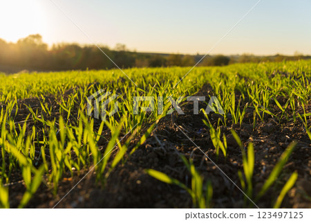 Bright green winter wheat gently rises from the fertile soil, illuminated by the warm rays of the sun, signaling the arrival of spring in the countryside Bright green winter wheat gently rises from the fertile soil, illuminated by the warm rays of the sun, signaling the arrival of spring in the countryside 123497125