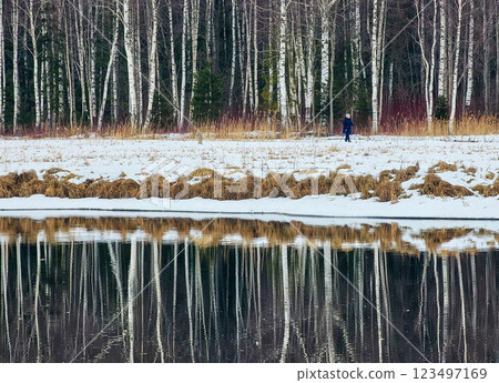 forest in winter time with the reflection of tree trunks forest in winter time with the reflection of tree trunks 123497169