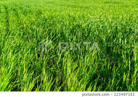 Winter wheat grows in the field. Green sprouts of winter wheat Winter wheat grows in the field. Green sprouts of winter wheat 123497181