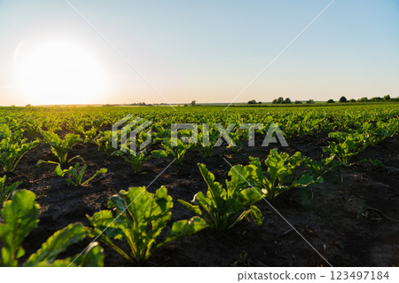 Sugar beet sprouts grow in a large field at sunset. Green sugar beet sprouts grow in black soil 123497184