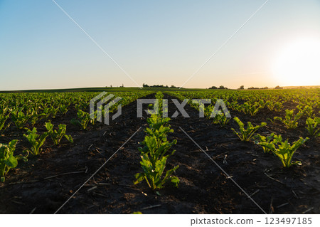 Rows of sugar beet sprouts in an agricultural field. Sugar beet field at sunset. View of an agricultural sugar beet field 123497185