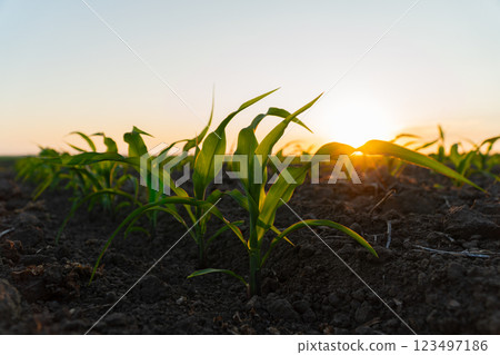 Rows of corn sprouts in an agricultural field. Corn field at sunset. View of an agricultural corn field 123497186