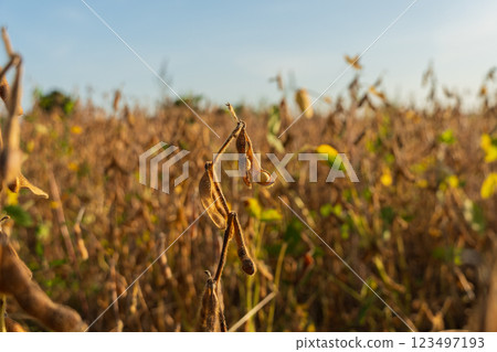 Ripe soybean pods. Soybean plant in sunny field. Agricultural photography 123497193