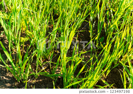 Close-up of winter wheat plants in a rural field. Small winter wheat plants Close-up of winter wheat plants in a rural field. Small winter wheat plants 123497198