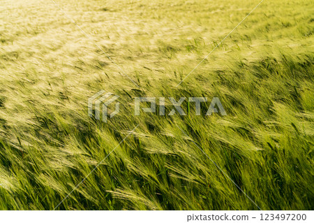 Rye field at sunset. Growing rye on an industrial scale 123497200