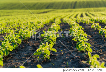 Beautiful rows of soybeans. Beautiful soybean plants grow in the ground Beautiful rows of soybeans. Beautiful soybean plants grow in the ground 123497203