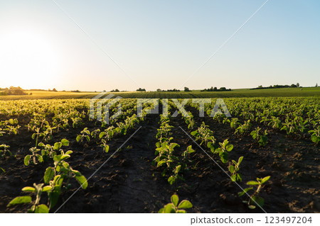 Green soybean sprouts grow on a field in black soil. Soybean field at sunset Green soybean sprouts grow on a field in black soil. Soybean field at sunset 123497204