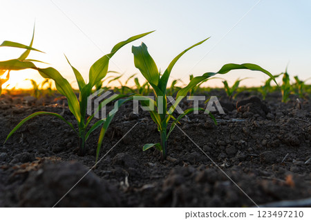 Green corn sprouts grow on a field in black soil. Corn field at sunset 123497210