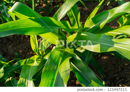 Corn leaves. Corn grows in the field. Corn field Corn leaves. Corn grows in the field. Corn field 123497211