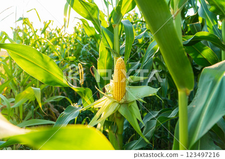 Ripe cob of corn in the field Ripe cob of corn in the field 123497216