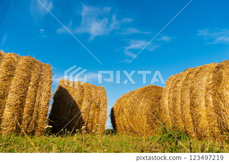 Bales of hay in the field. Harvesting hay for winter 123497219