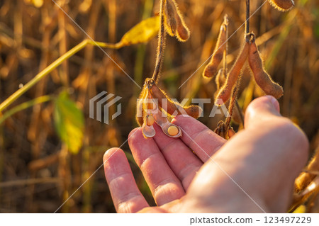 Agronomist inspecting soya bean crops growing in the field. Soybean cultivation ready to be harvested 123497229