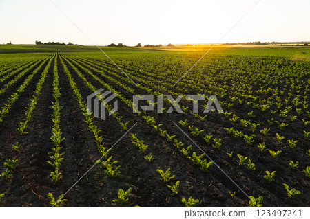 Small corn plants. Corn sprouts grow on an organic field Small corn plants. Corn sprouts grow on an organic field 123497241