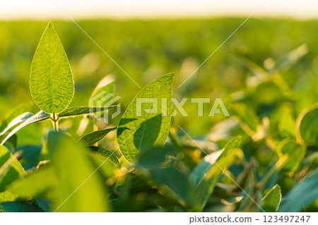 Beautiful soybean plant. Soy leaves. Soy in the field 123497247