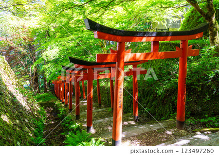 [Important Preservation District for Groups of Traditional Buildings] Izushi: Fresh greenery and the approach to Arikoyama Inari Shrine 5, Toyooka City, Hyogo Prefecture 123497260