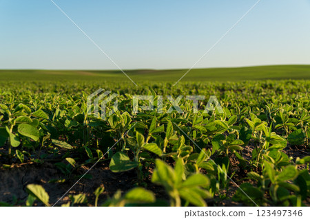 Beautiful green soybean sprouts. Soybean sprouts grow in the field in summer Beautiful green soybean sprouts. Soybean sprouts grow in the field in summer 123497346