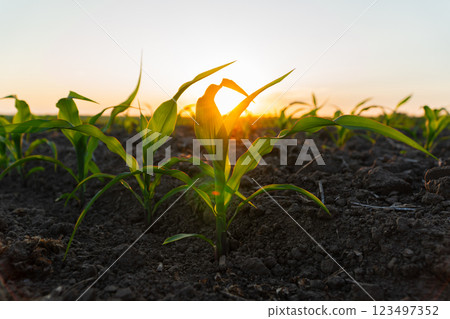 Corn field at sunset. Corn sprouts against the sun Corn field at sunset. Corn sprouts against the sun 123497352