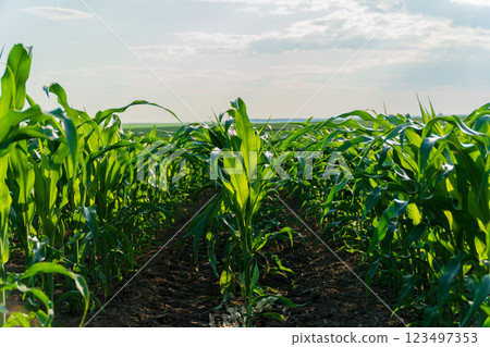 Growing corn plants. Plantation of green corn 123497353