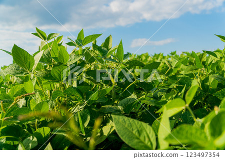 Growing soybean plants. Plantation of soy 123497354