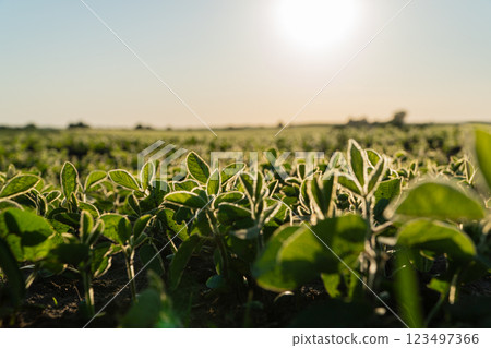 Green soybean sprouts. Soy grows in a large field 123497366