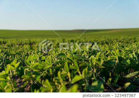 Green soybeans grow in an industrial field. Growing soy on a large scale 123497367
